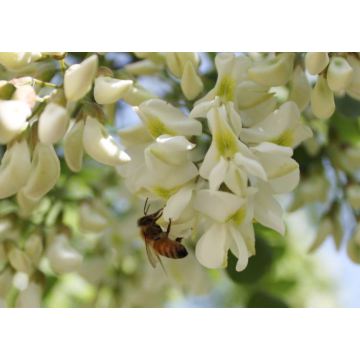 miel d’acacia naturel de l’eau blanche