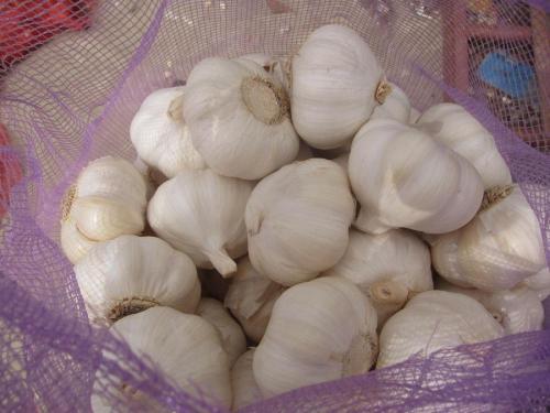 Pure White Garlic from jinxiang