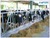 Dairy cow farm equipment,headlocks for sale