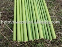 Green Bamboo Stick (Plastic Coated)