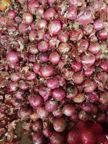 RED ONION /YELLOW ONION