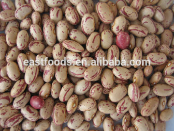 2013 crop Oval and round kidney beans