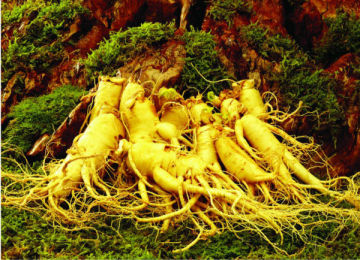 radix et rhizoma ginseng