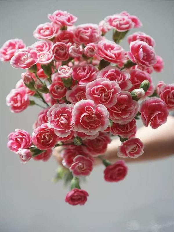 স্প্রে কার্নেশন প্রিন্স চেরি4 Spray carnation prince cherry4