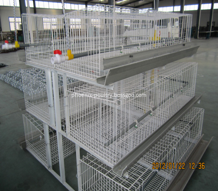 birds cage birds cage
