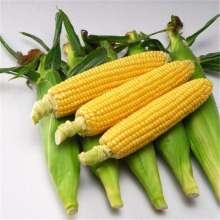 Sweet f1 hybrid high field Chinese seeds