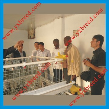 Pyramide Des Cages De Type Poulet (A4L120)