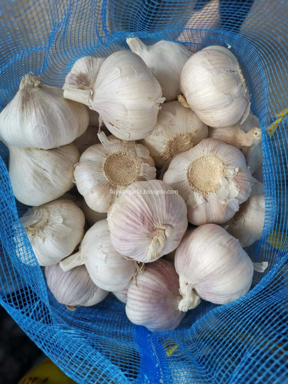 Fresh Garlic