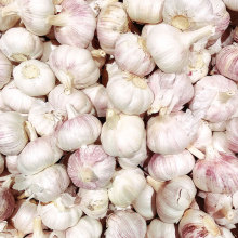 Organic Garlic Bulbs for Natural Use