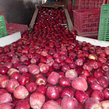 fresh huaniu apples red apple chinese apple china apple factory