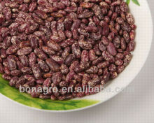 Purple speckled kidney bean