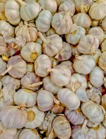 Economic crop fresh solo garlic