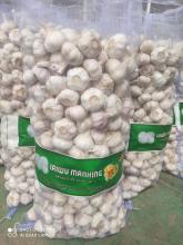 20kg mesh bags fresh garlic
