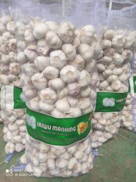 20kg mesh bags fresh garlic