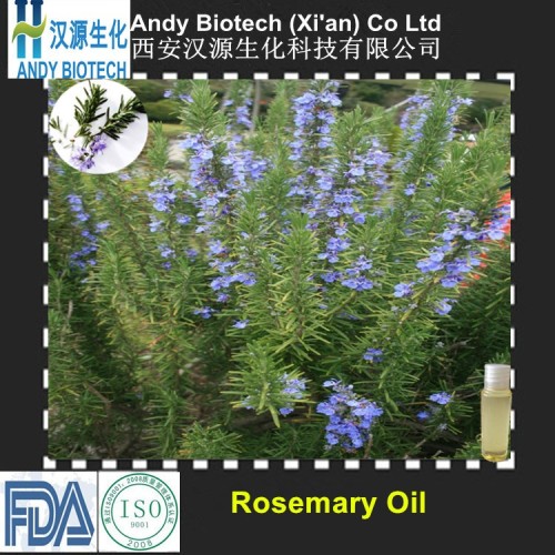 Pure Natural Rosemary Extract Rosemary Essential Oil