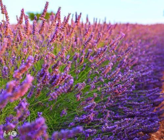 Naturalny hurtowa hodowla lawendy z najlepszą ceną