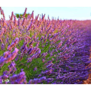 Natural Lavendel Hydrosol -Großhandel mit bestem Preis