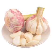 fresh young garlic bulb