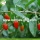 Factory Supply Fruit Gedroogde Super Grade Goji Berry