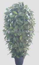 Cylinder Laurus Tree W/Pot
