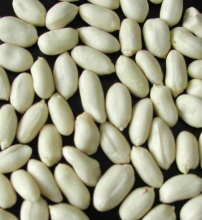 blanched peanuts kernels LUHUA
