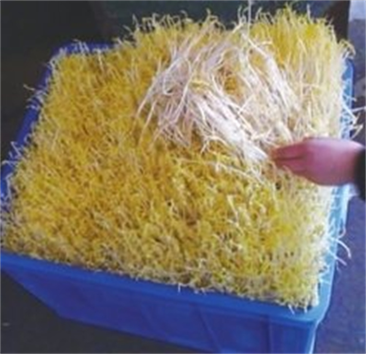 Multi-function hydroponic growing systems greenhouse