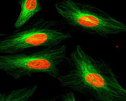 Fluorescent probe testing HeLa