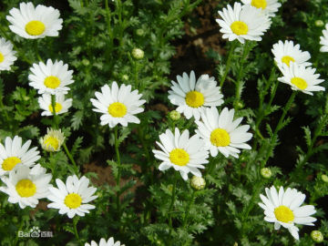 Feverfew Plant Extract