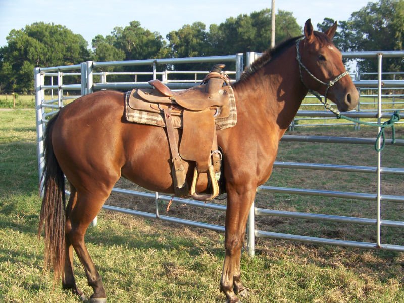 Horse fence cheap farm sheep wire mesh fence