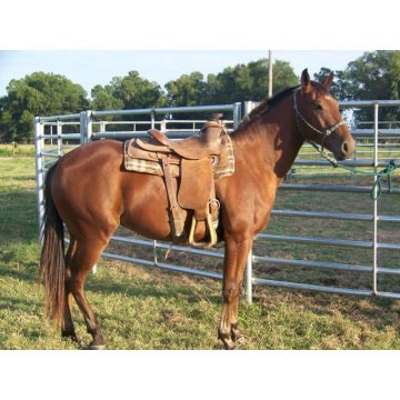 オーストラリアへの電流を通された管の馬の塀のパネル輸出