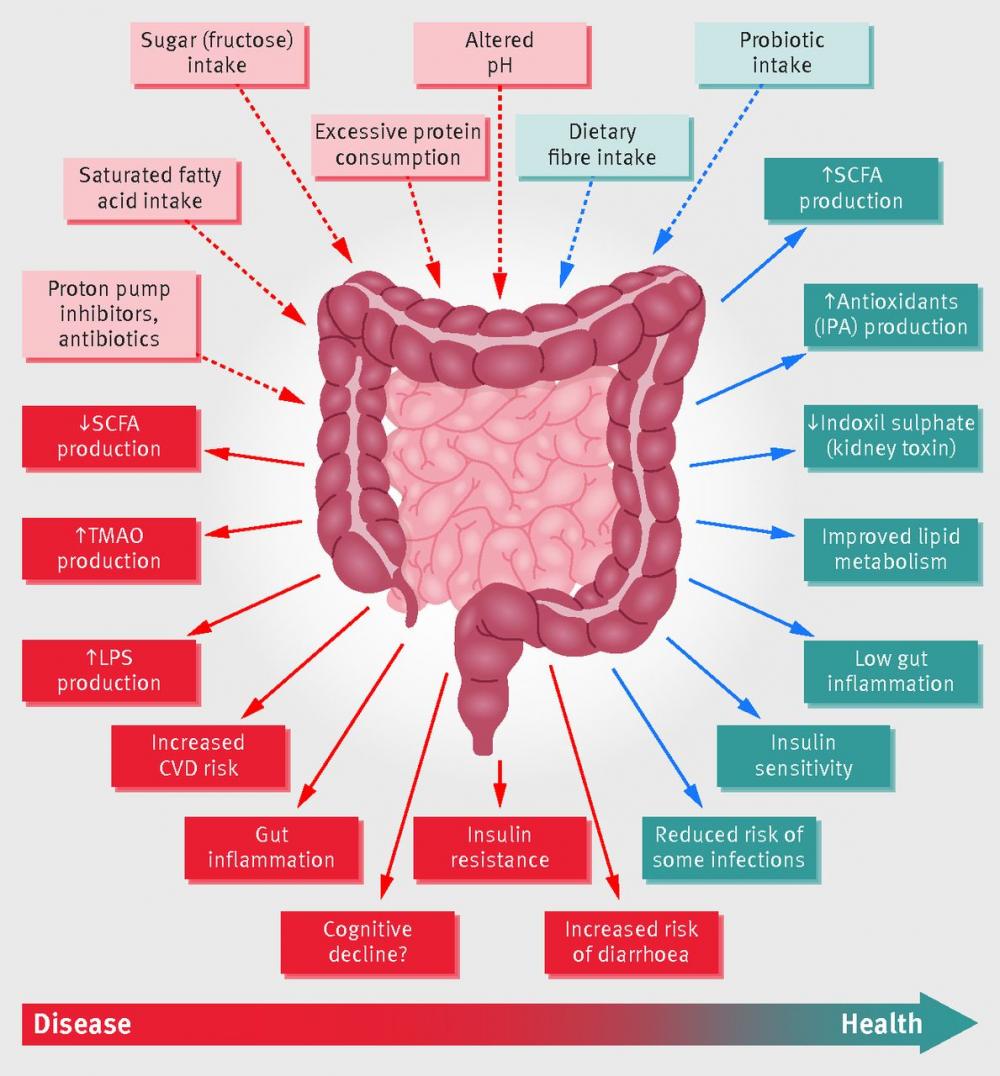 Gut Microbiota