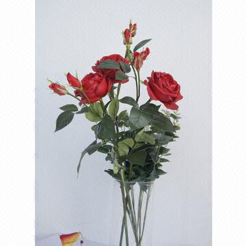 Cabbage rose, anti-pollution