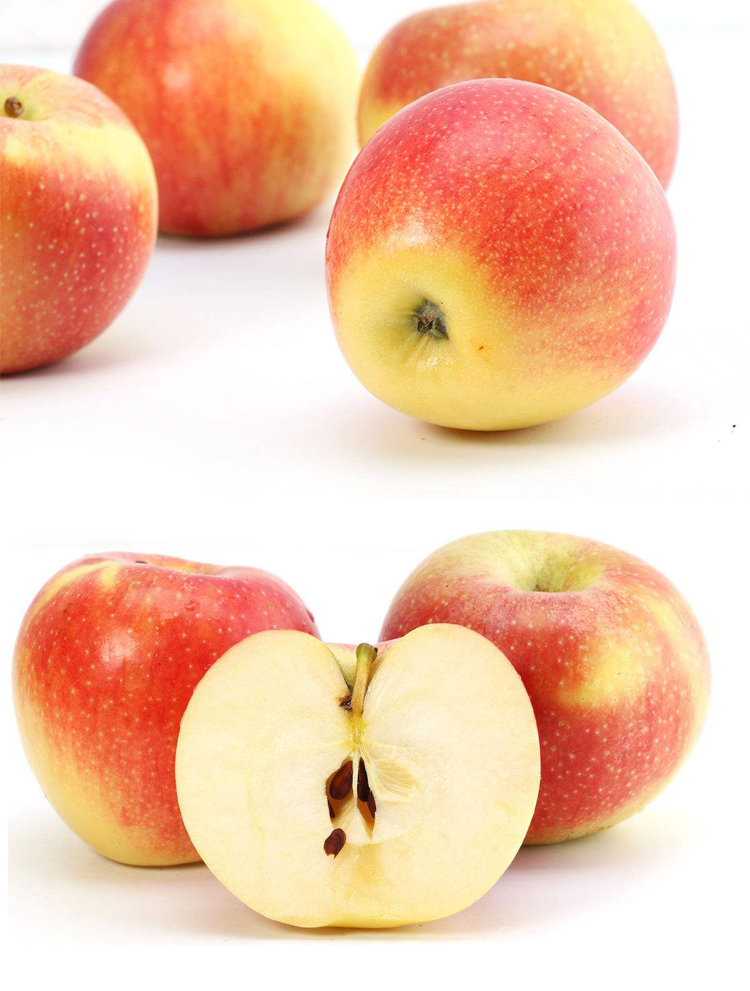 manufacturer price top guality fresh royal fruit gala apple