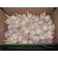 2019 Normal White Garlic Fresh Wholesale