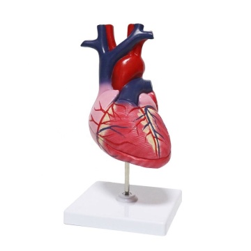 Life Size Heart Model: Educational Teaching Aid for Cardiac Science and Anatomy