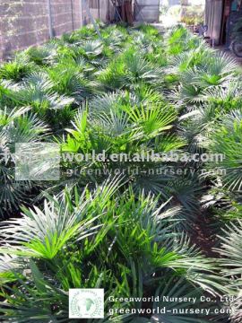 rhapis multifida bush plants