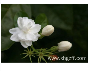 Jasmine absolute Essential Oil for skin care