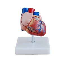 DARHMMY New Life-Size Heart Anatomical Model for Medical Science
