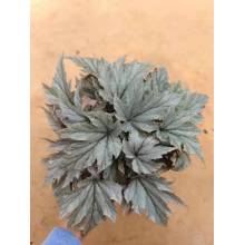 bulk begonia-1 for sale