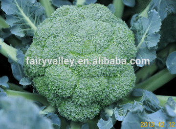 Hybrid broccoli seeds for growing-Green Hill