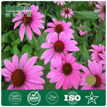 Echinacea herb extract/Echinacea purpurea Extract/Echinacea extract