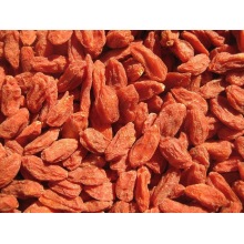 Goji Berry 새로운 작물