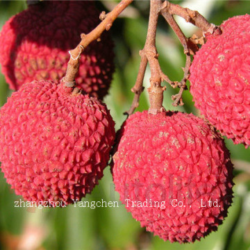 Canned Lychees in Light Syrup 567g