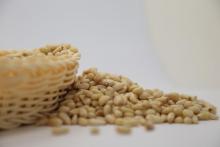 Organic korean pine nut kernels 750pcs