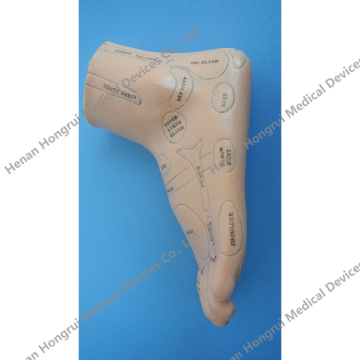 Acupuncture Foot model,Chinese Acupuncture Foot model For Teaching