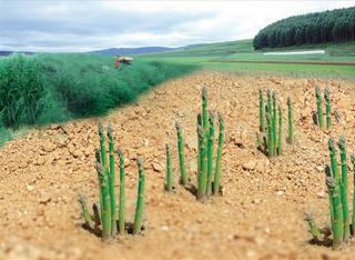 Grow Asparagus/Planting Asparagus Roots From White/Green/Purple Asparagus Seeds High Yield Of 2500kg/667m2