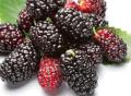 Serbuk Jus Mulberry Fruit