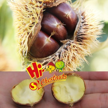 New Crop fresh chestnuts, organic and best Chinese chestnuts for sale