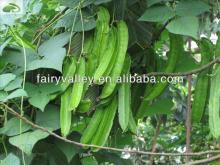 2014 Hybrid Vegetable Seed Winged Bean Seed/Winged Pea Seed/Goa bean Seeds For Growing