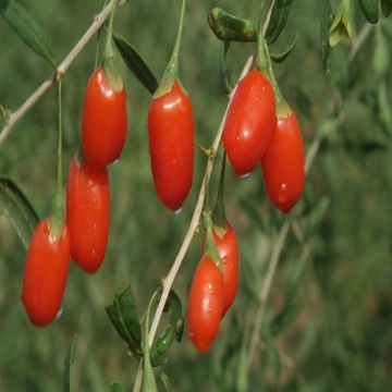 Famous Brand of Goji Berry